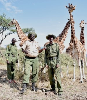 Rangers with endangered Rothschild giraffes Kenya