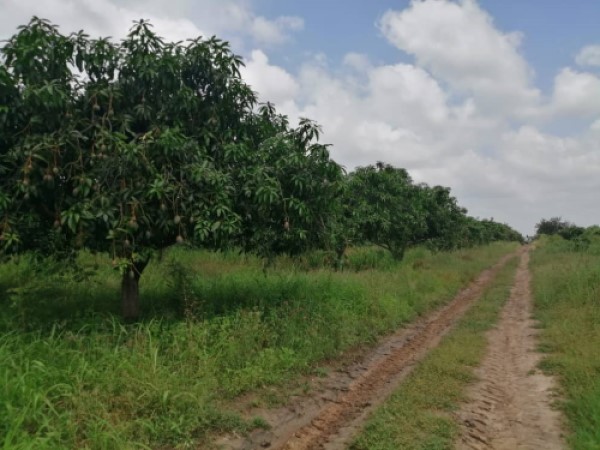 image of mango trees in the field 