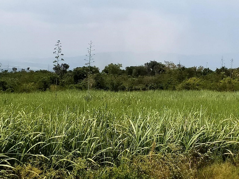 sugarcane