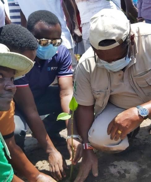 Planting of mangroves at the River Sabaki