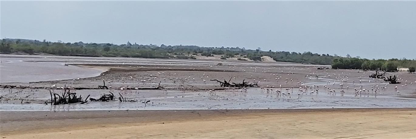 Sabaki Wetlands destroyed
