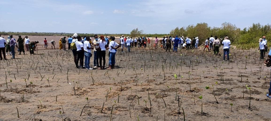 Planting of mangroves at the River Sabaki