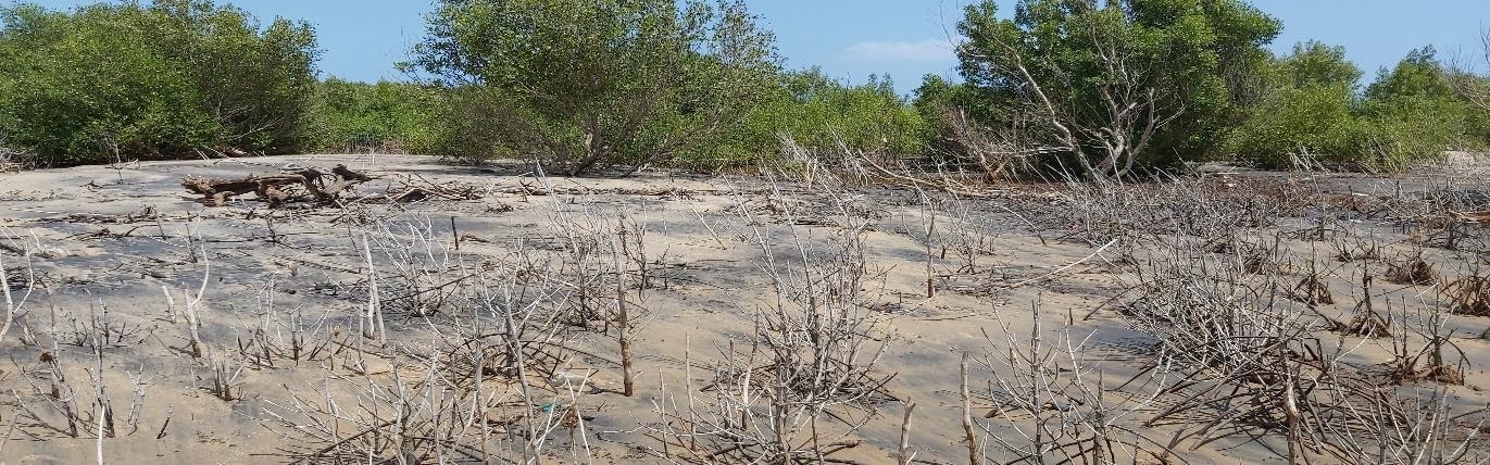 Wetlands destroyed